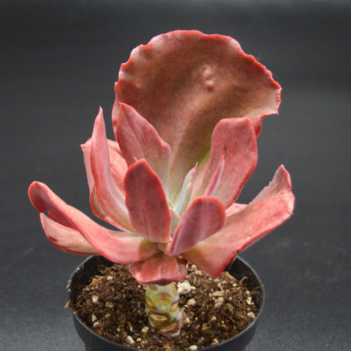 Echeveria Diamond State f. variegata