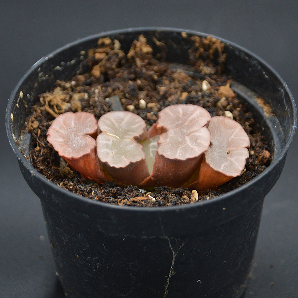 Haworthia Giant Hakua