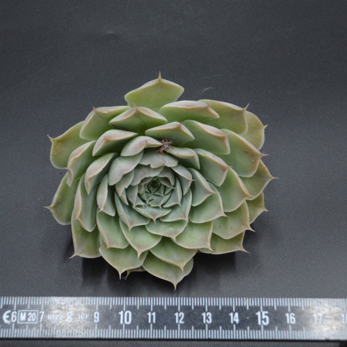 Echeveria hyalina, la Paz, Steckling