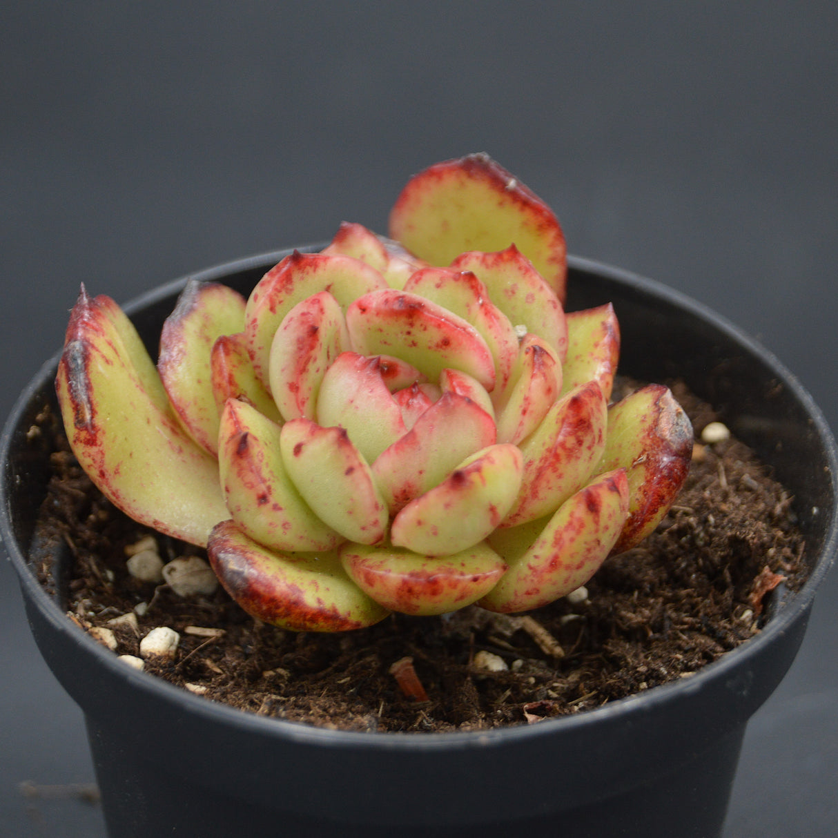 Echeveria pulidonis f. monstrousa