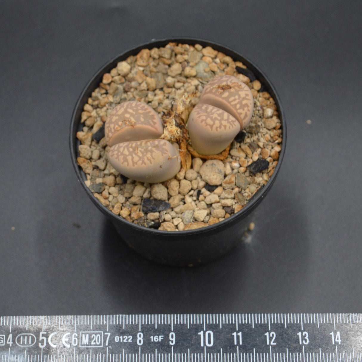Lithops C214
