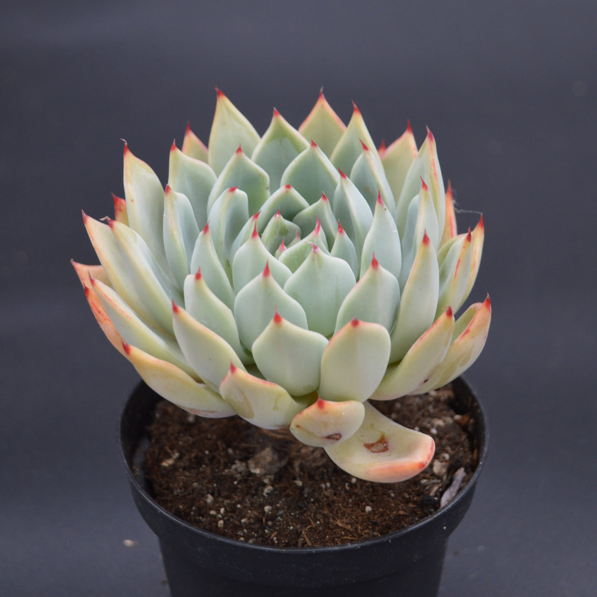 Echeveria Icarus
