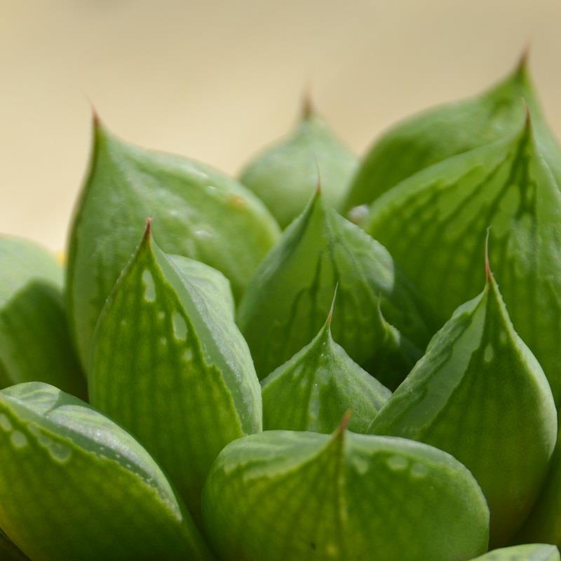 Haworthia cymbiformis - 6cm