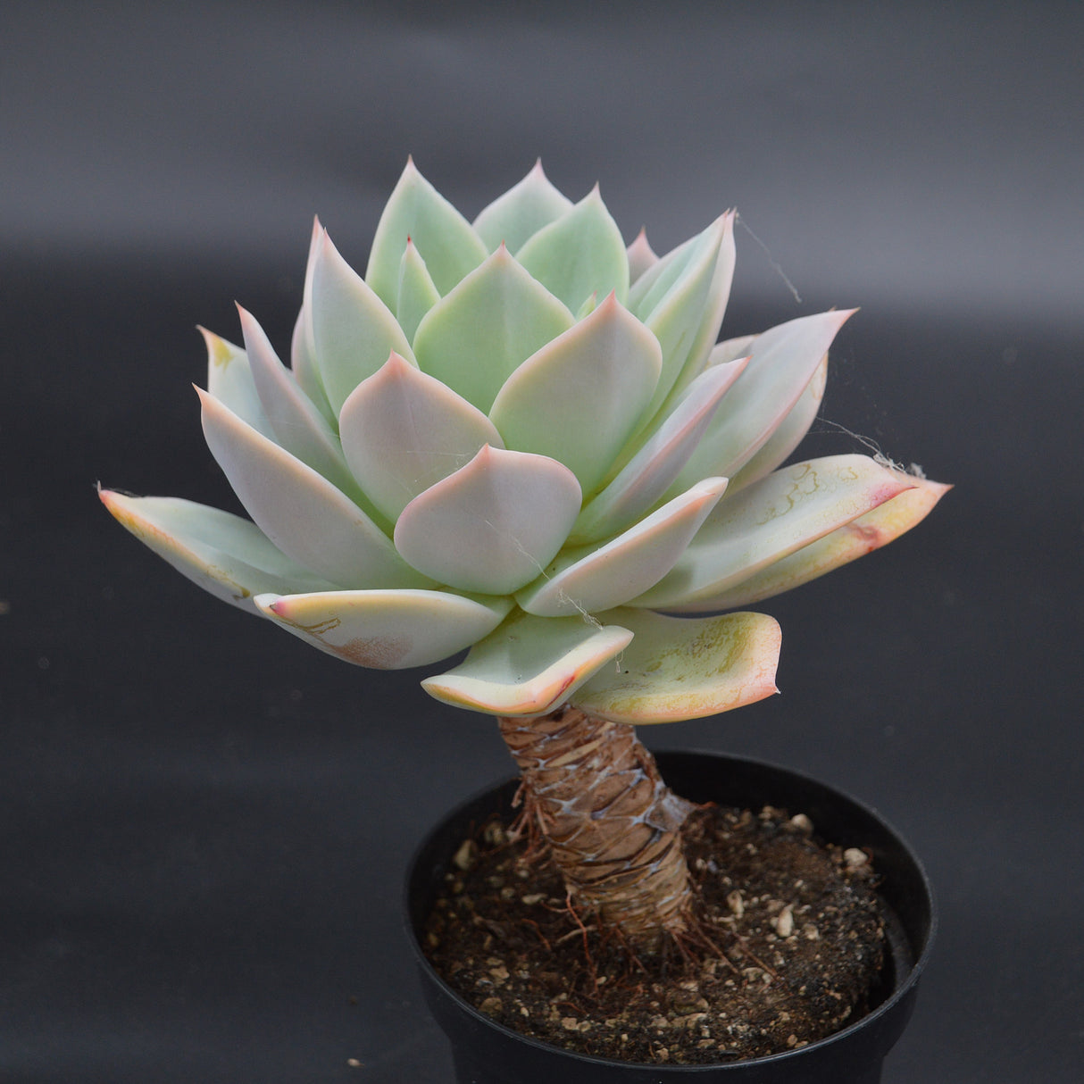 Echeveria Neptune