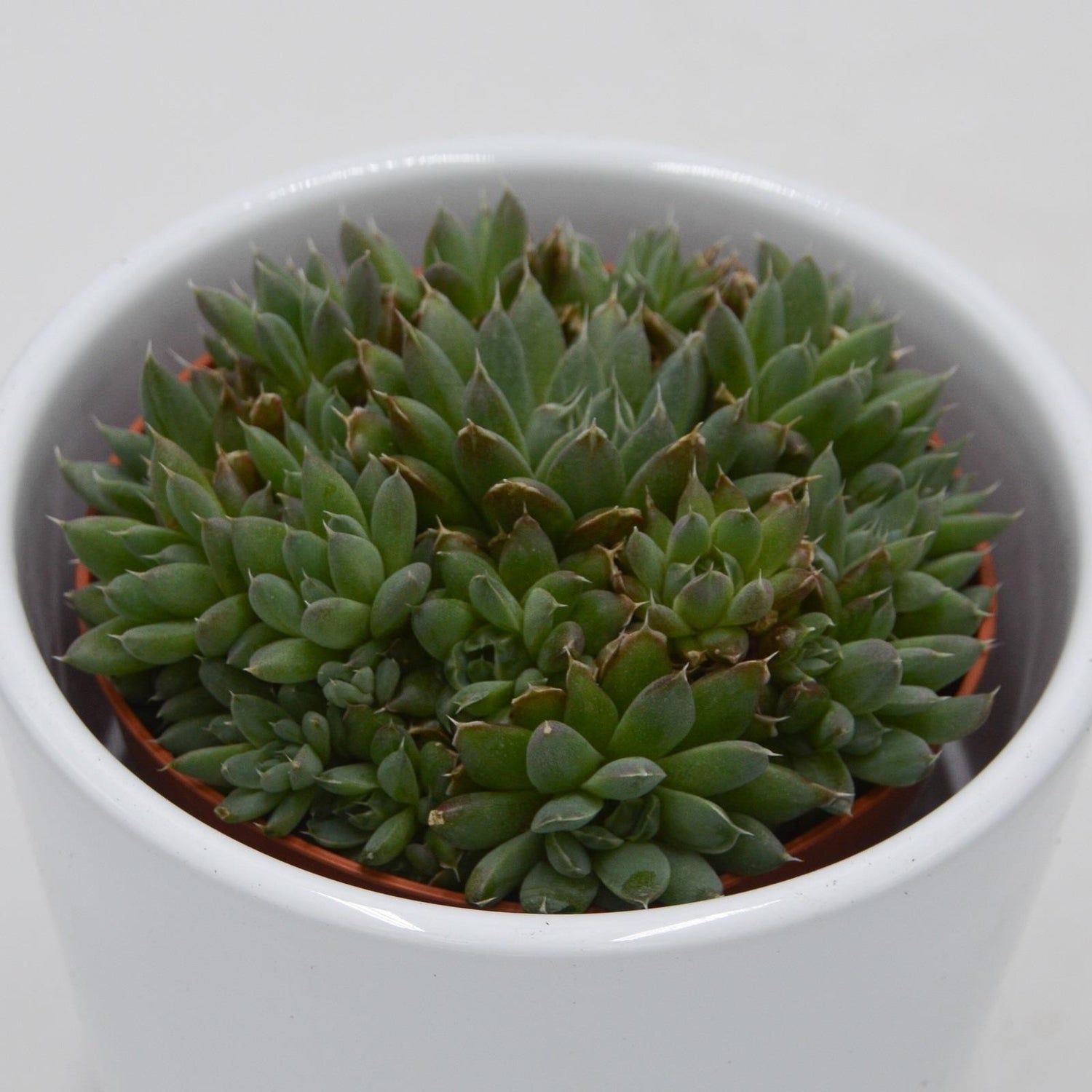 Orostachys spinosa - 8,5cm