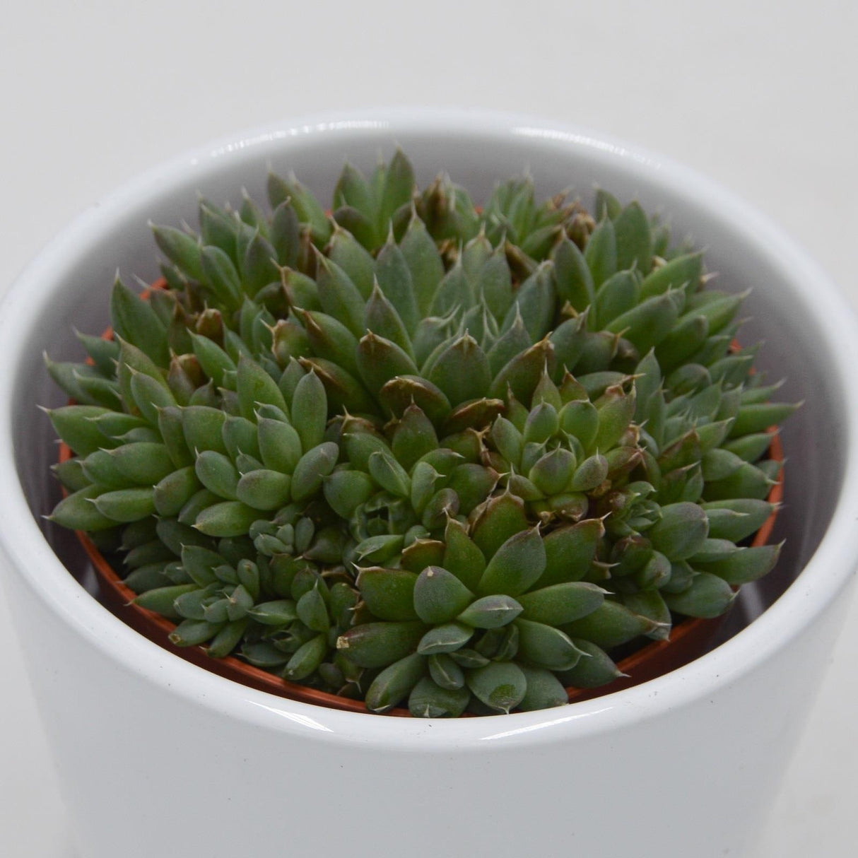 Echeveria setosa var. minor f. cristata - 5,5cm