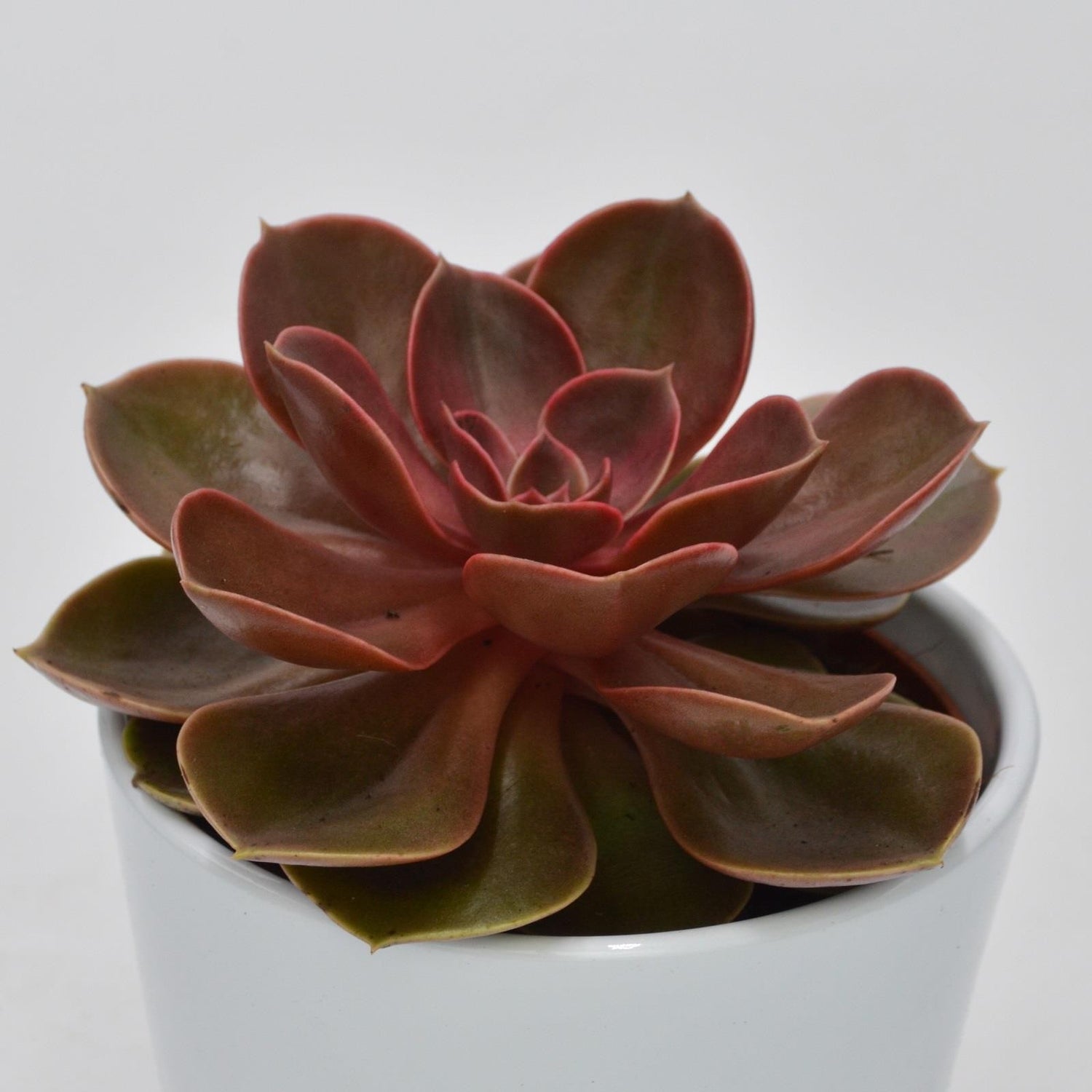 Echeveria Magic Pearl - 10,5cm