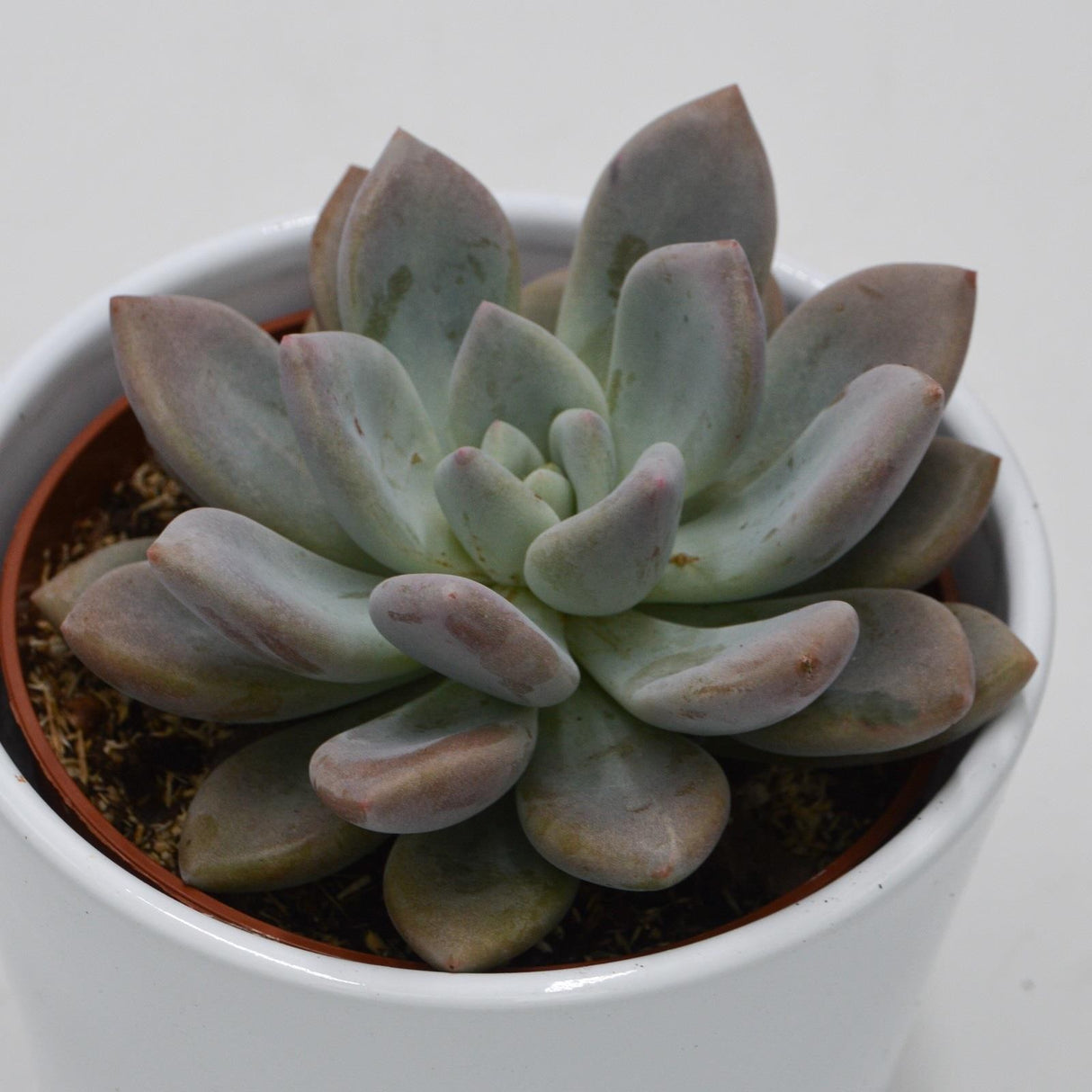 x Graptoveria Opalina - 10,5cm