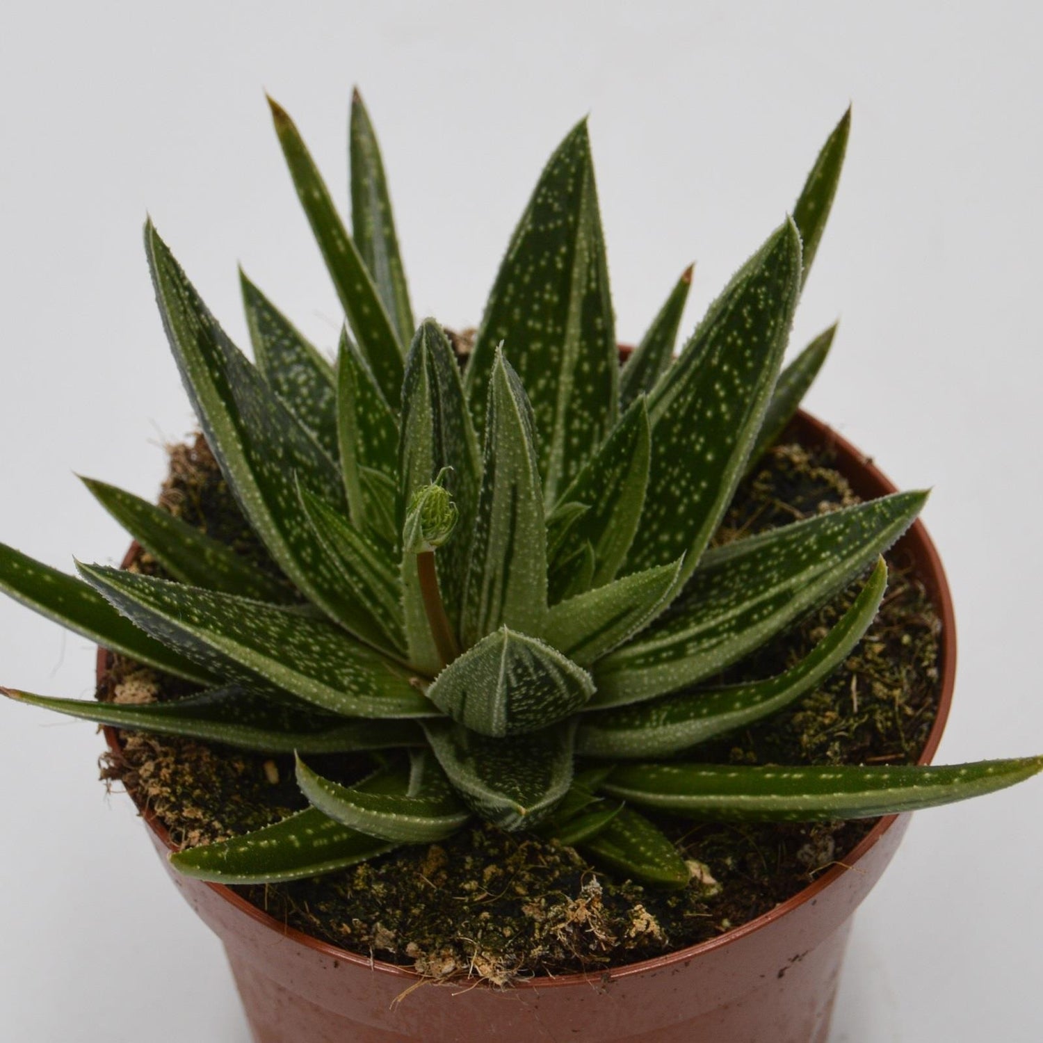 x Gasteraloe Doreen - 12cm
