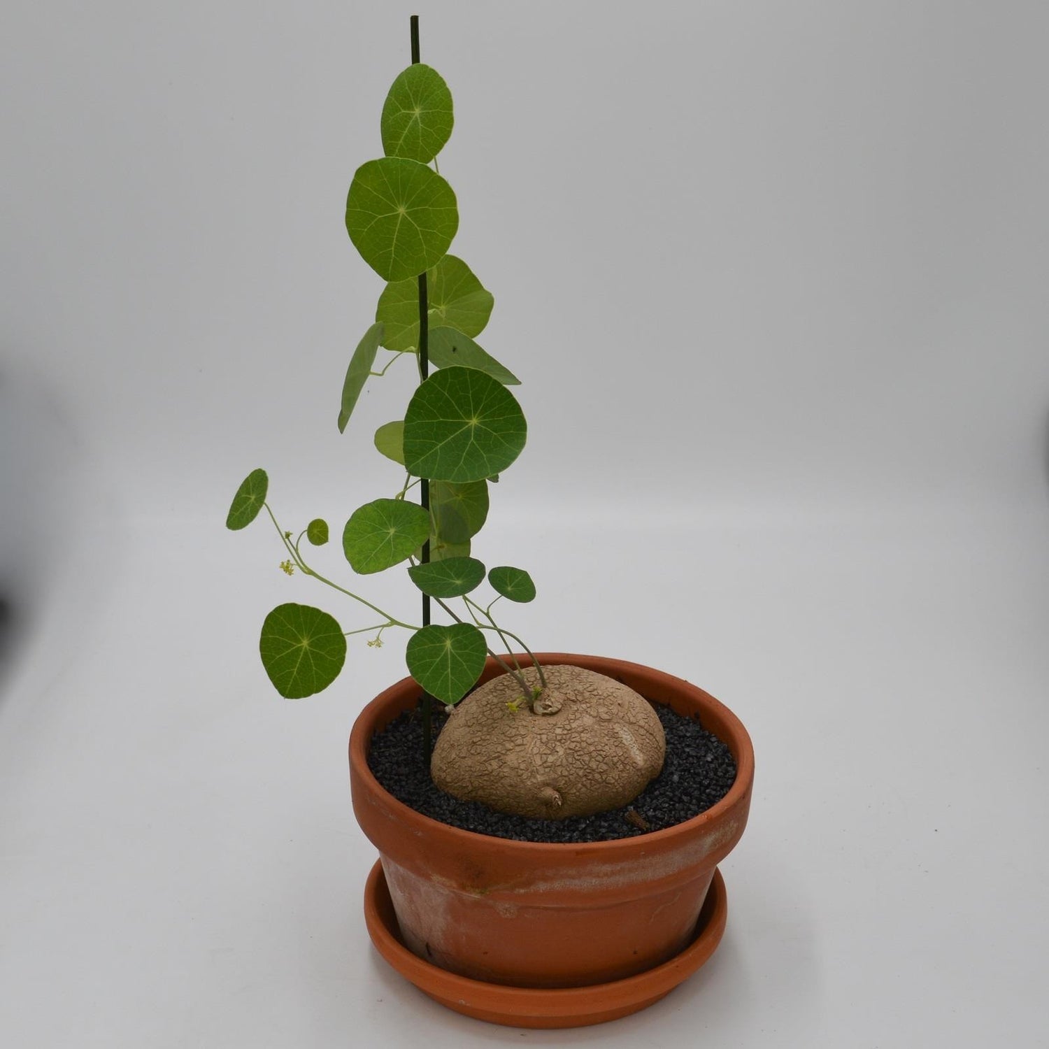 Stephania erecta - 17cm im Tontopf