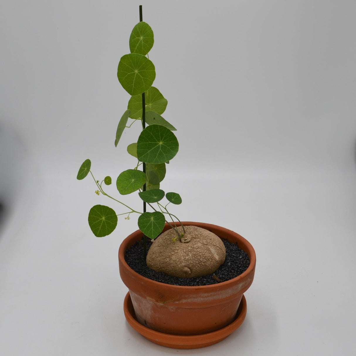 Stephania erecta - 17cm im Tontopf