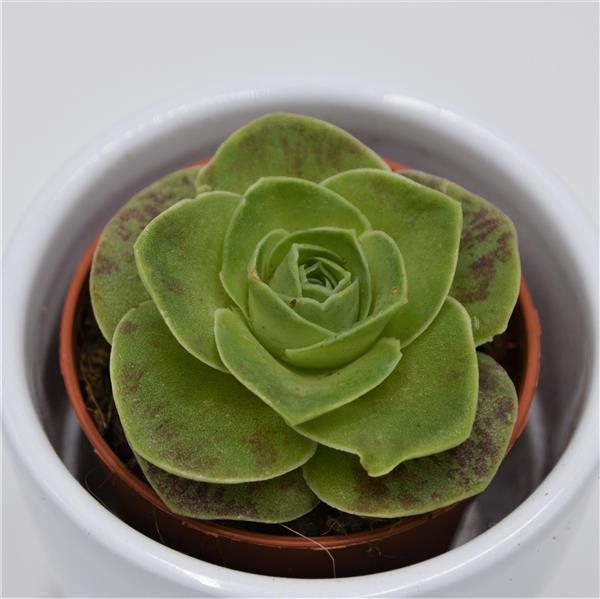 Greenovia diplocycla - 5,5cm