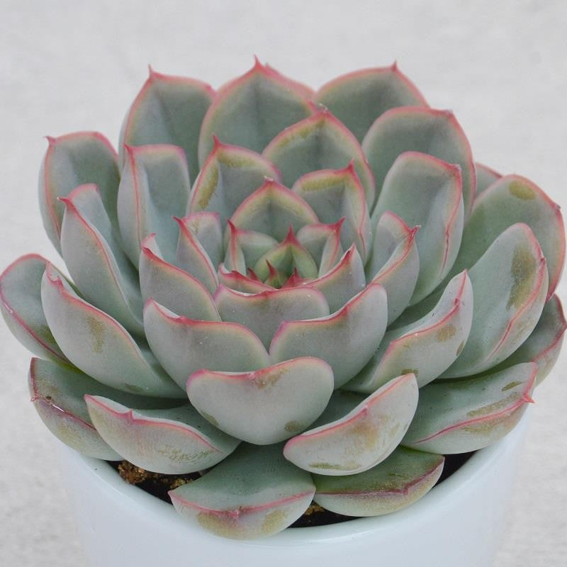 Echeveria Hercules - 5,5cm