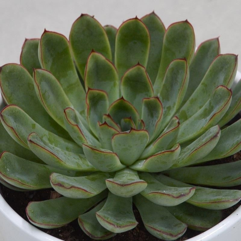 Echeveria pulidonis - 12cm