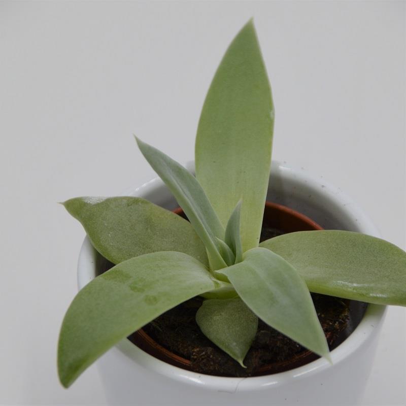 Dudleya brittonii - 5,5cm