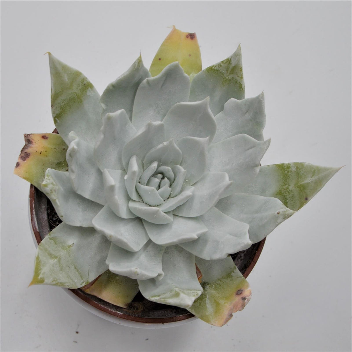 Dudleya brittonii - 12cm