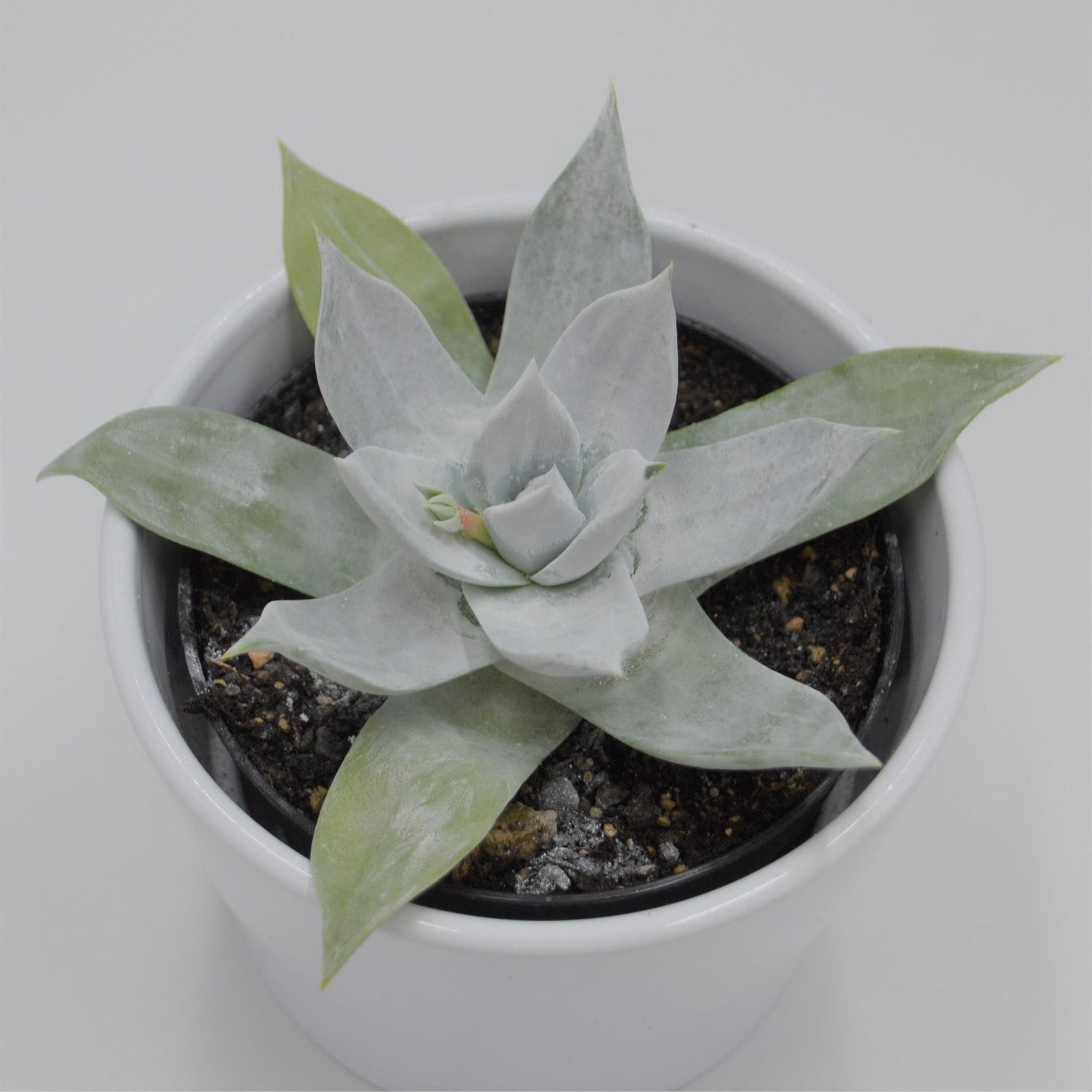 Dudleya brittonii - 9cm