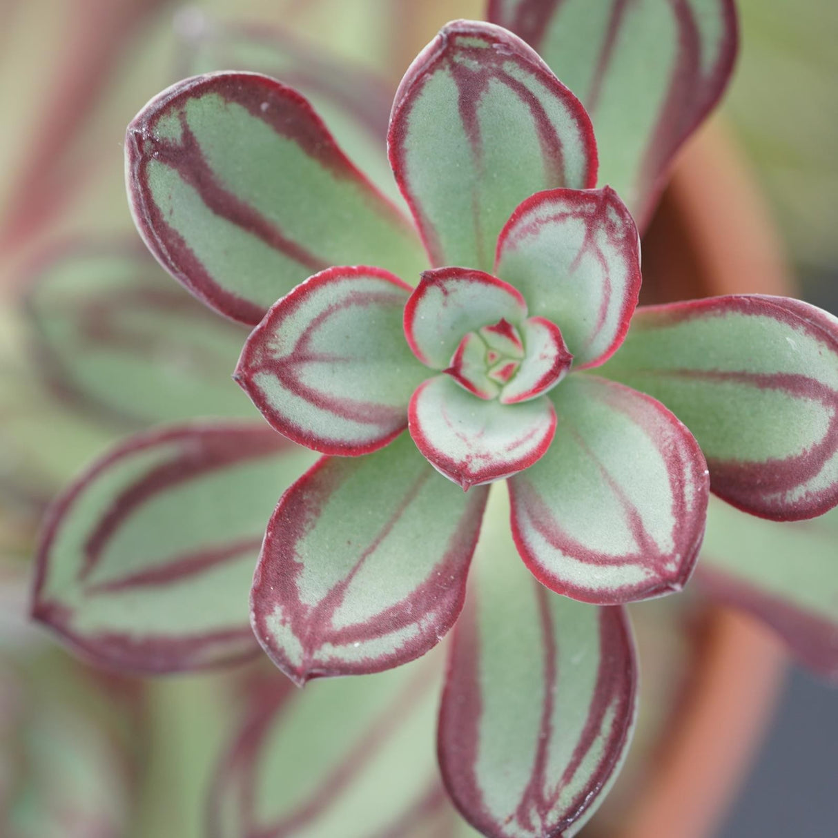 Echeveria nodulosa - 14cm