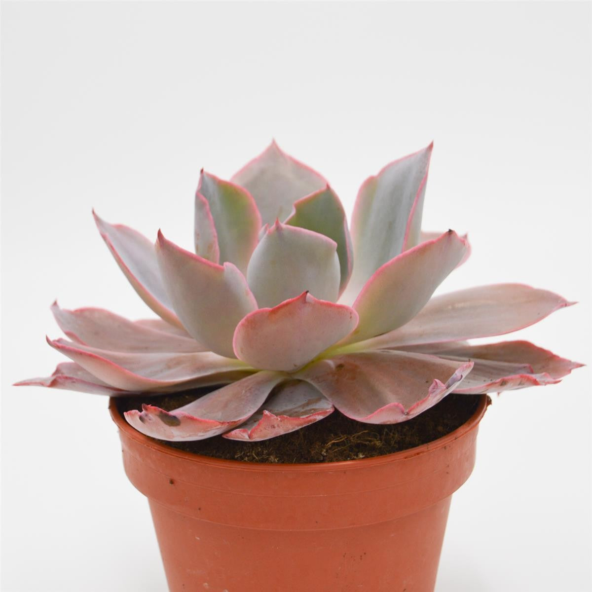 Echeveria Afterglow - 15cm