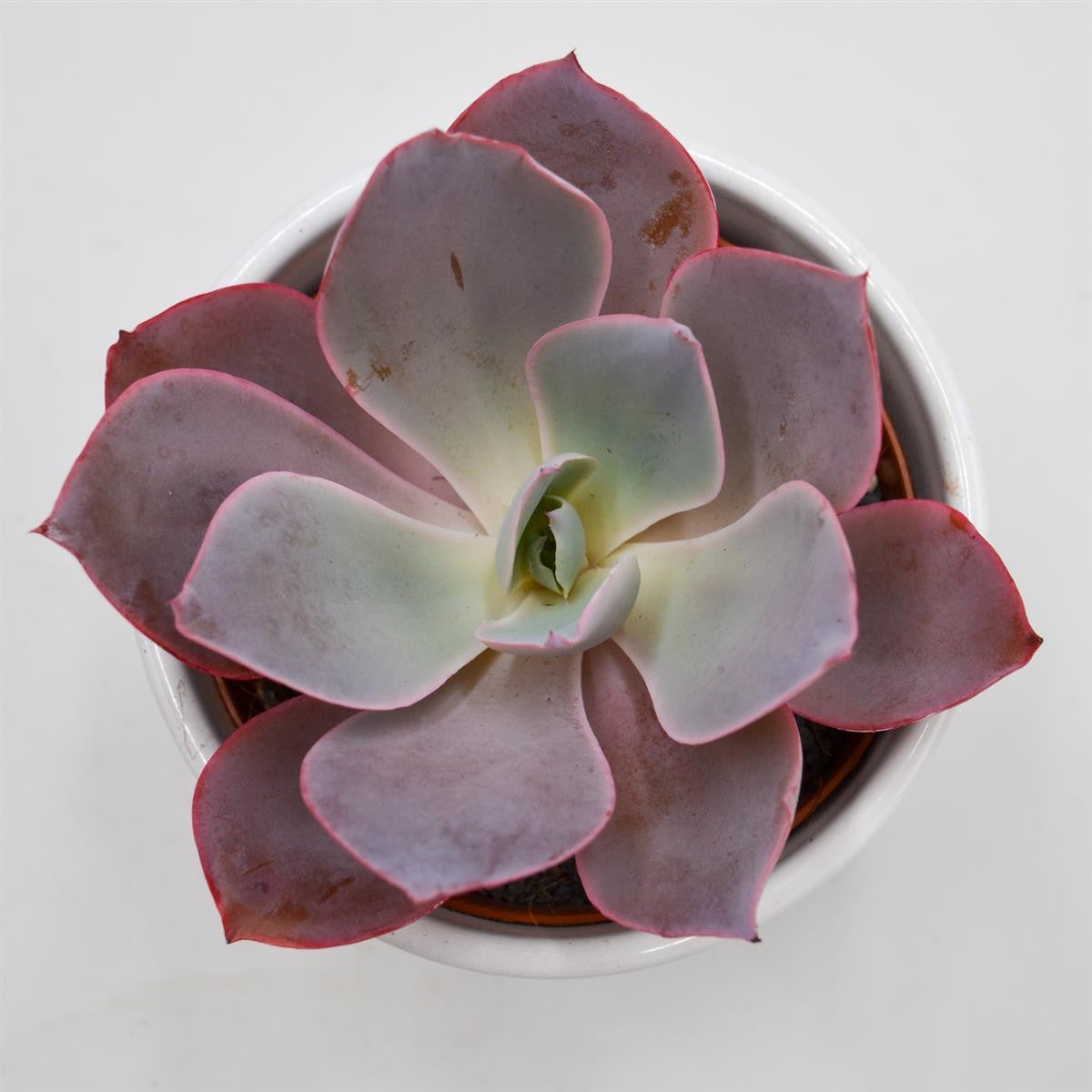 Echeveria Afterglow - 10,5cm