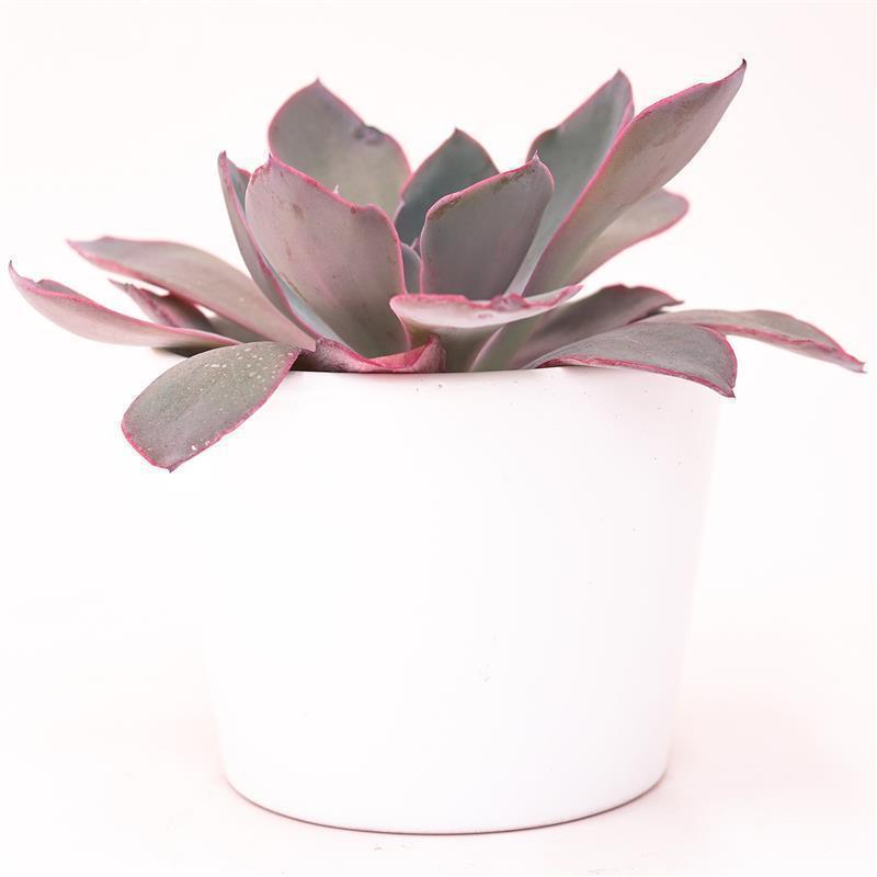 Echeveria Afterglow - 10,5cm