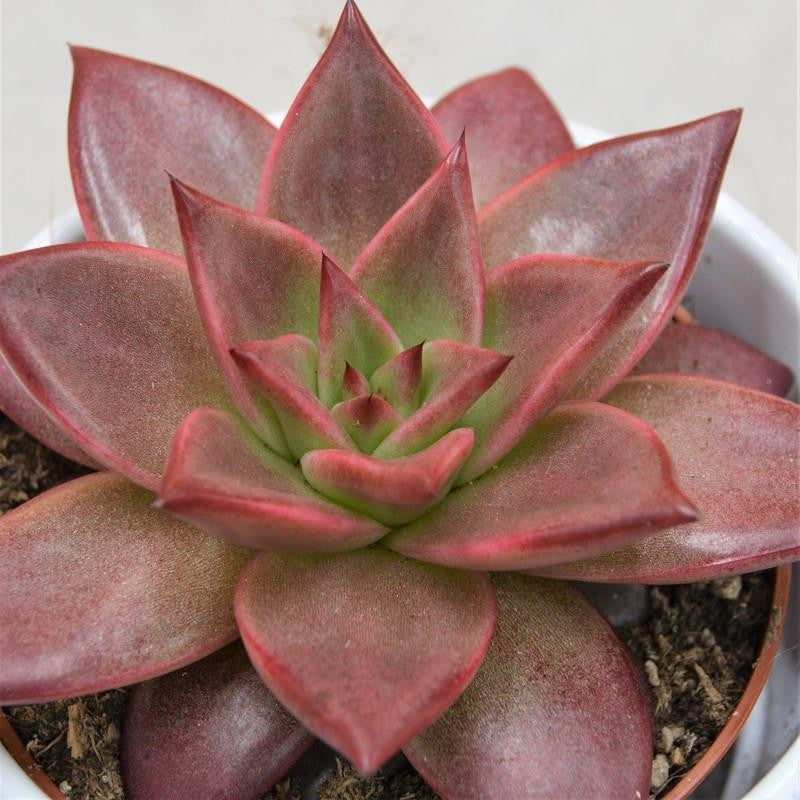 Echeveria agavoides Romeo Rubin - 10,5cm
