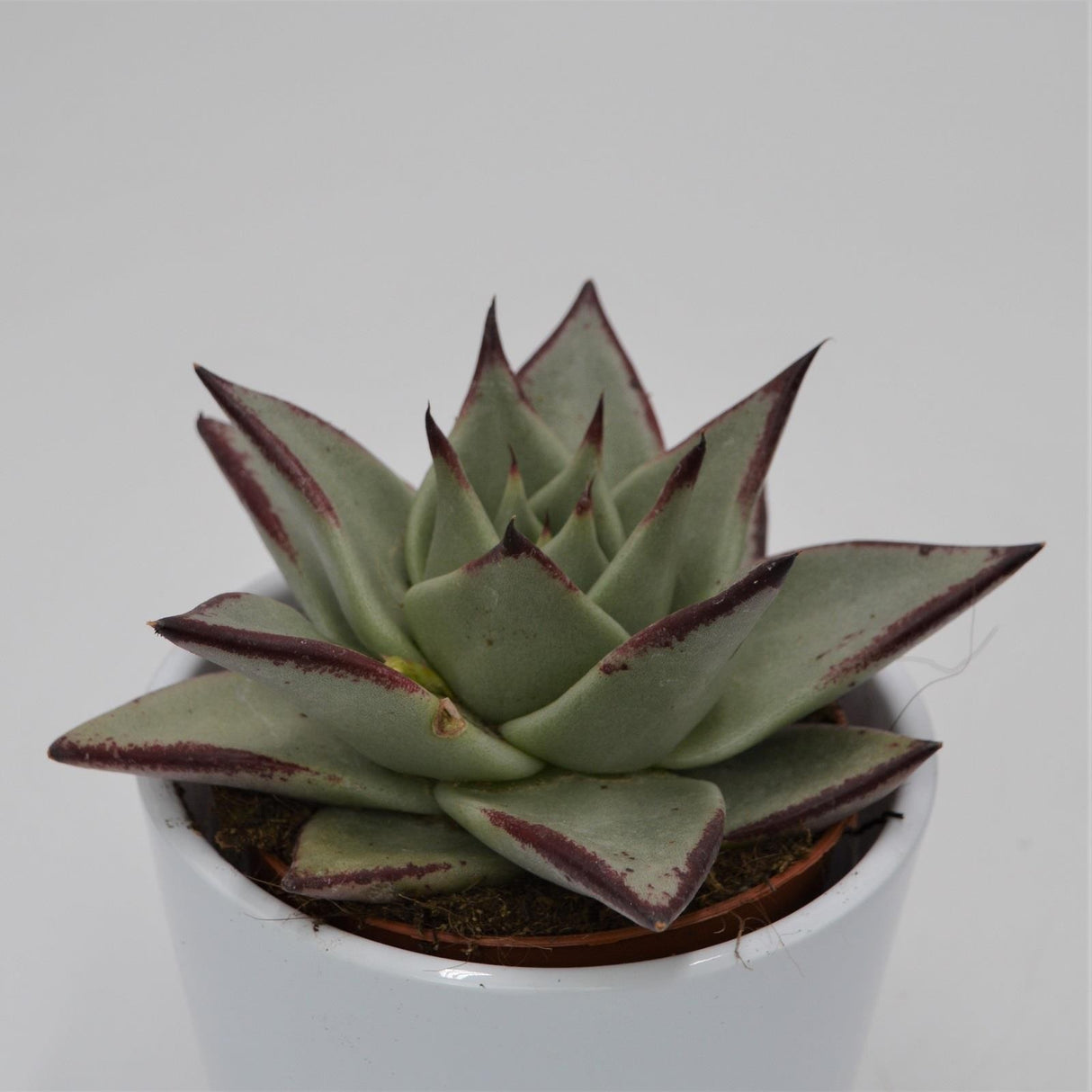 Echeveria agavoides Ebony - 8,5cm