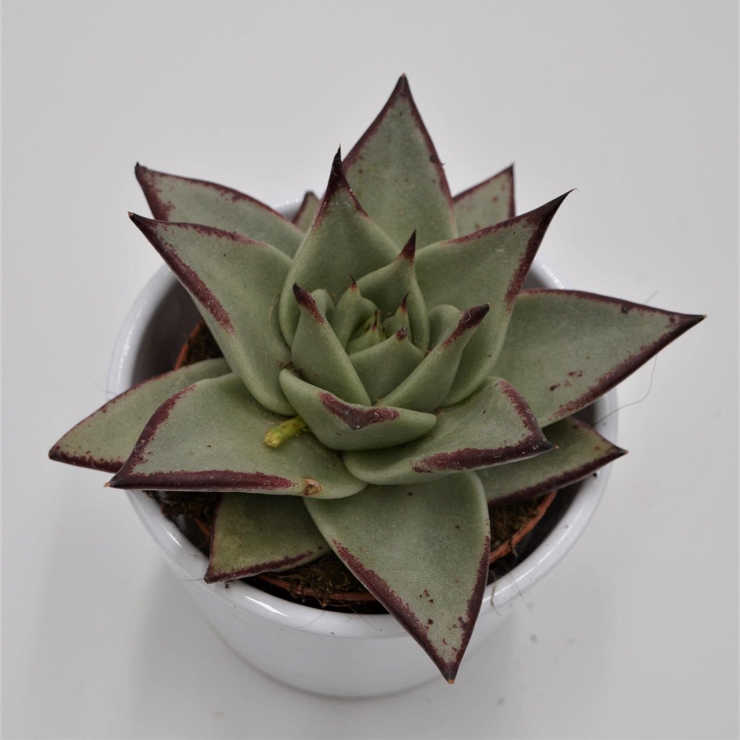 Echeveria agavoides Ebony - 8,5cm