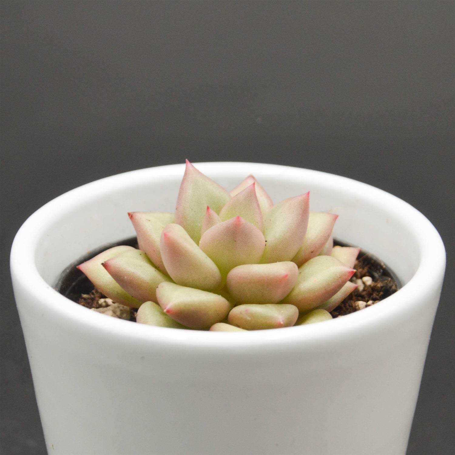 Echeveria agavoides J.C. Van Keppel - 6cm