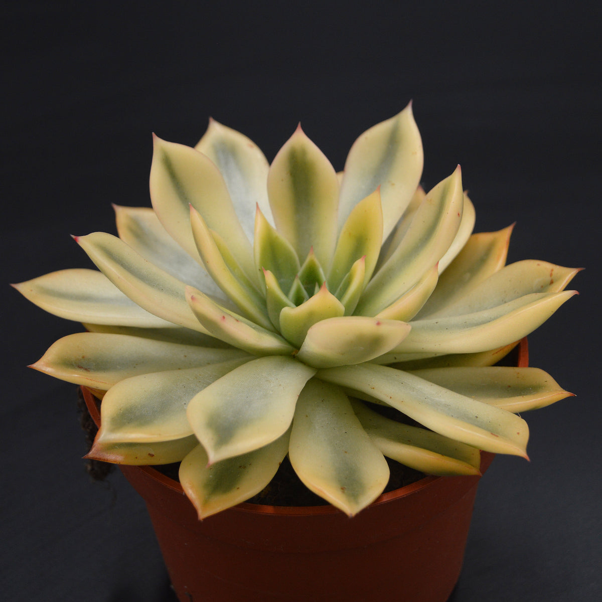 Echeveria agavoides Mira f. variegata