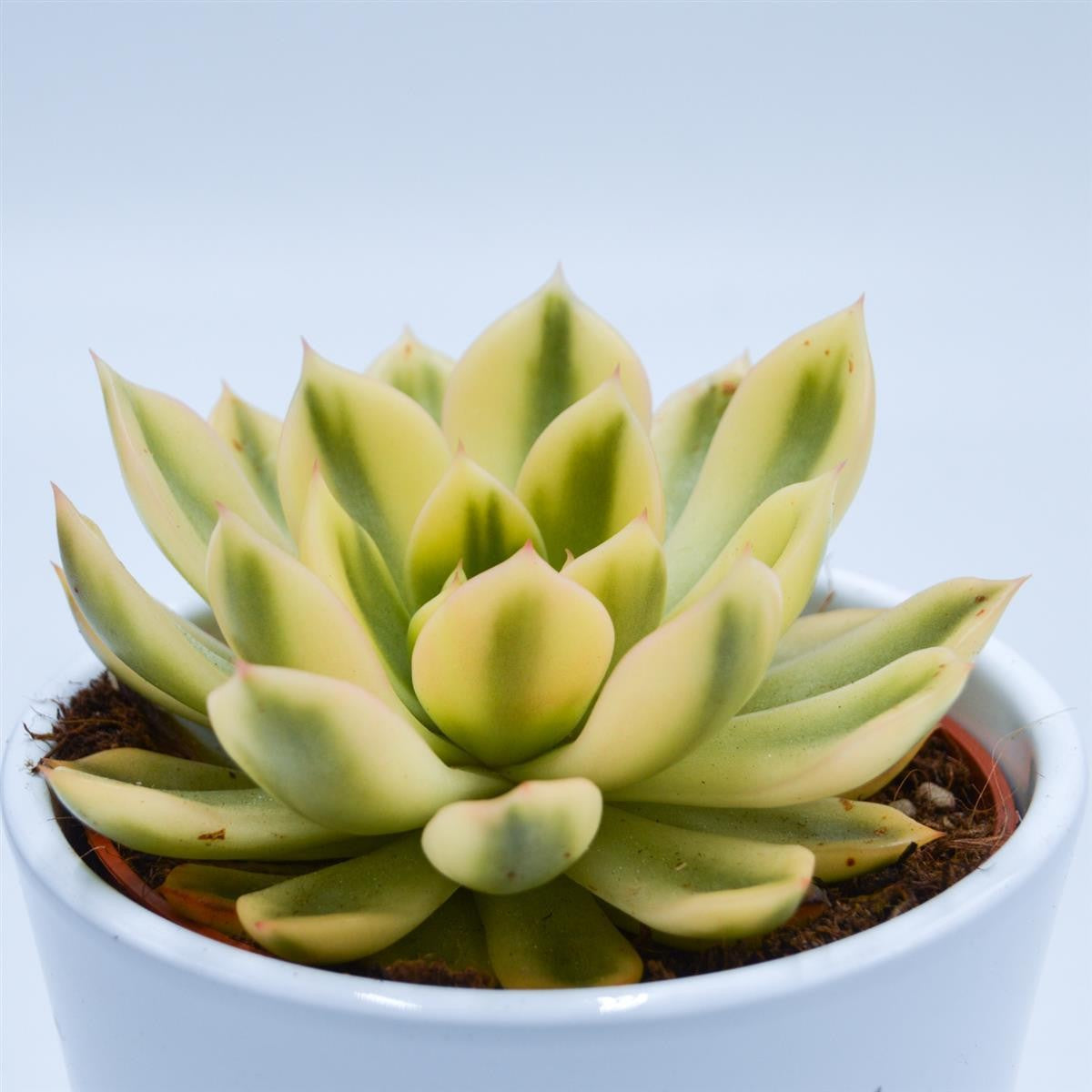 Echeveria agavoides Mira f. variegata - 10,5cm