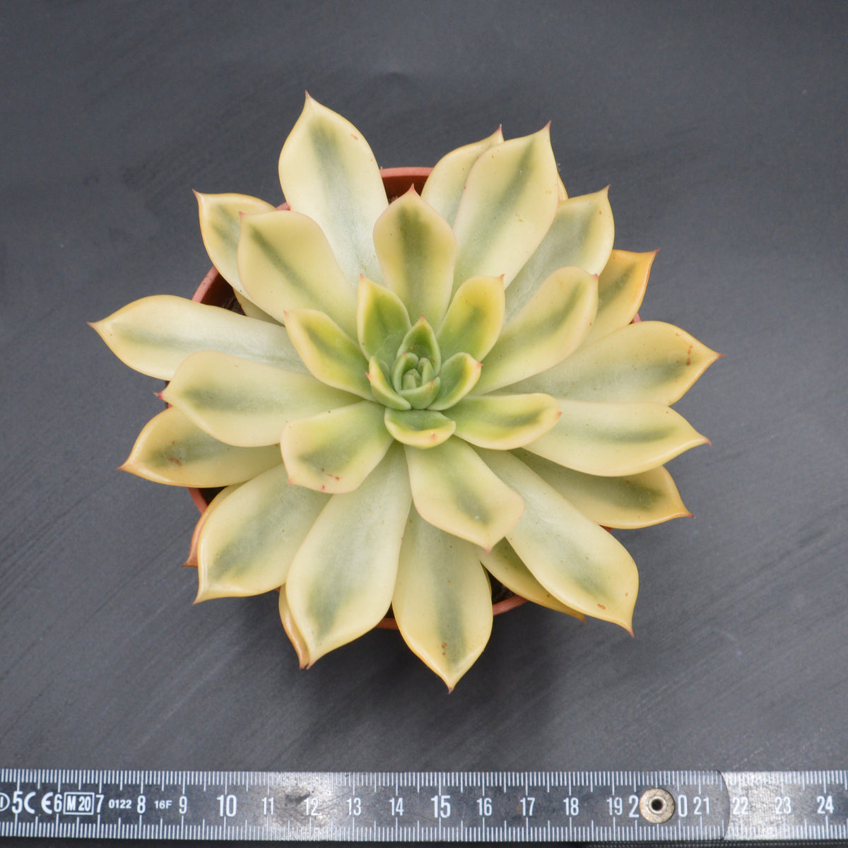 Echeveria agavoides Mira f. variegata