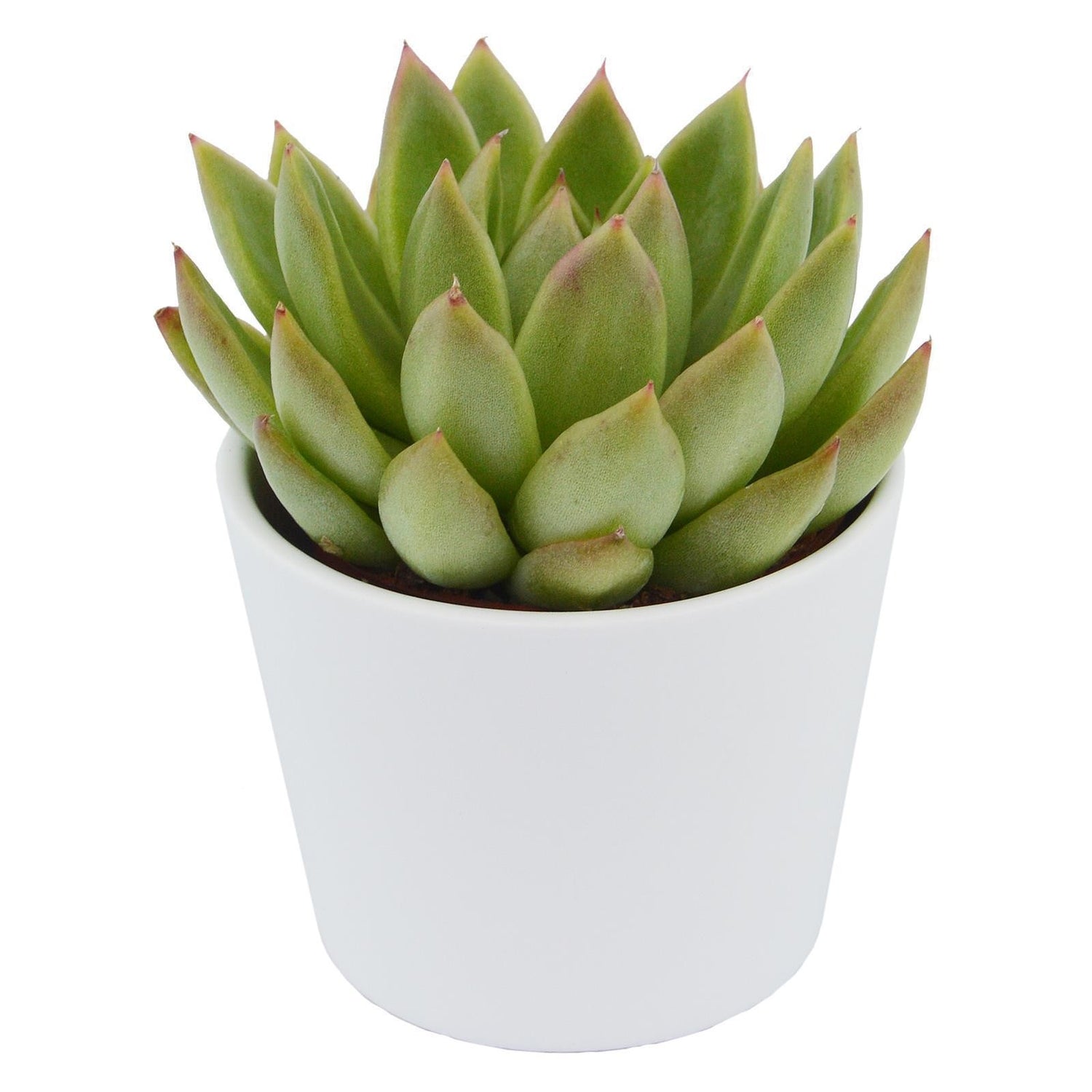 Echeveria agavoides Miranda - 6cm