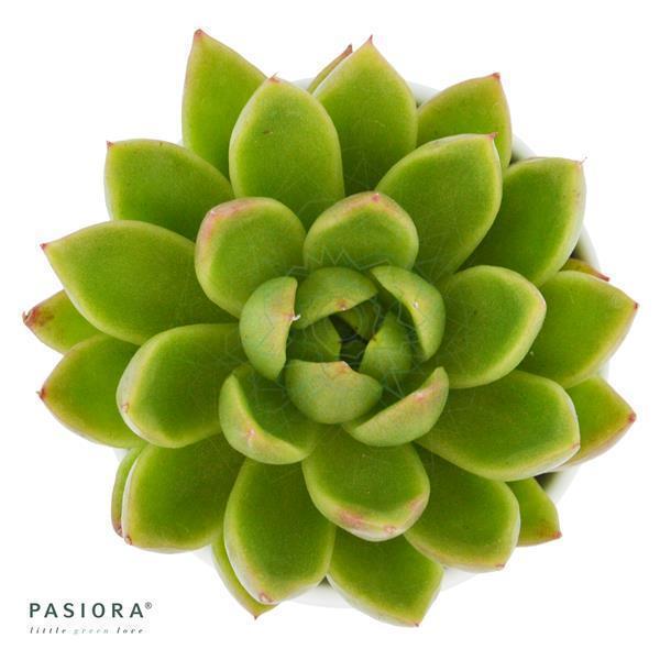 Enchanté Echeveria, 3 Stück