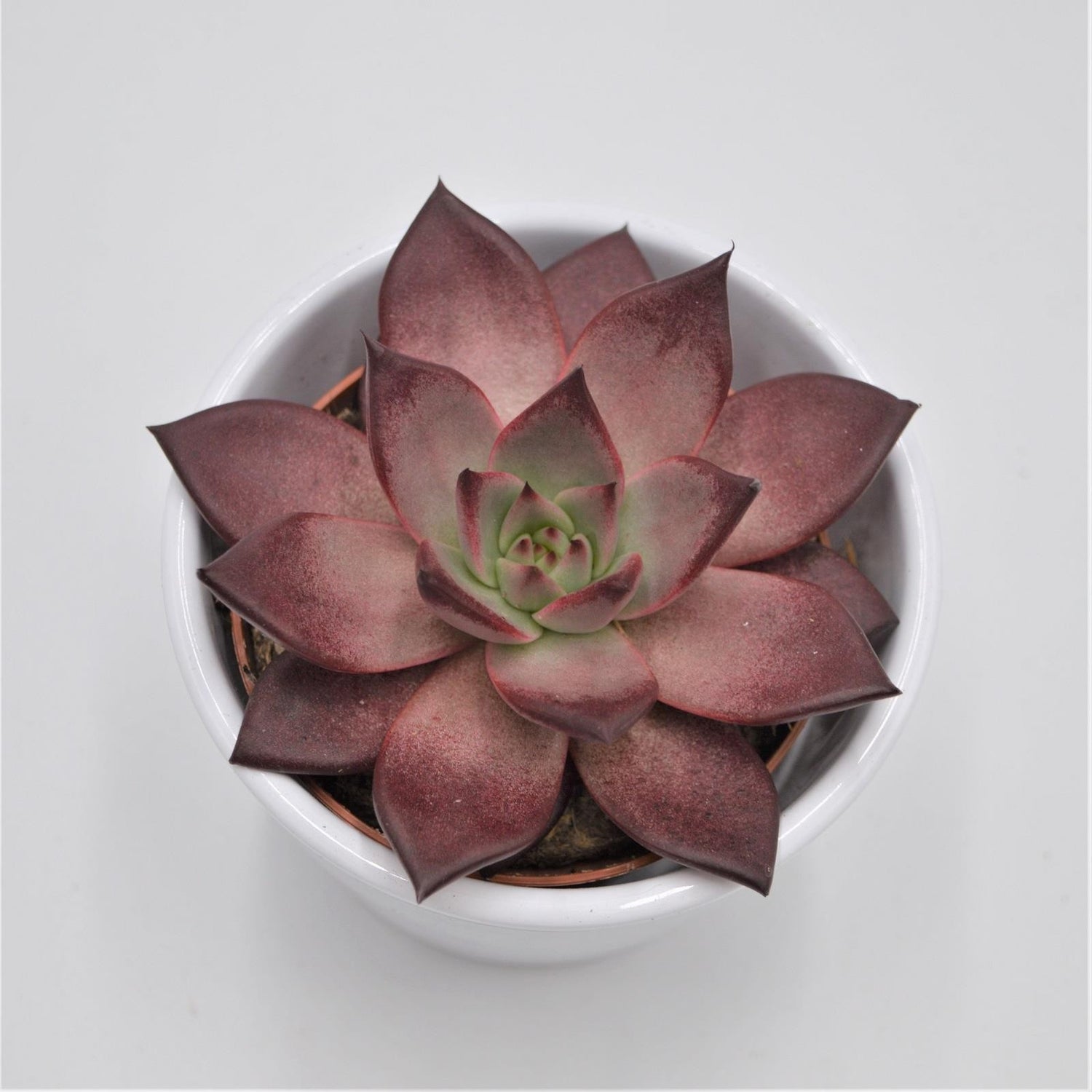 Echeveria agavoides Romeo Rubin - 8,5cm
