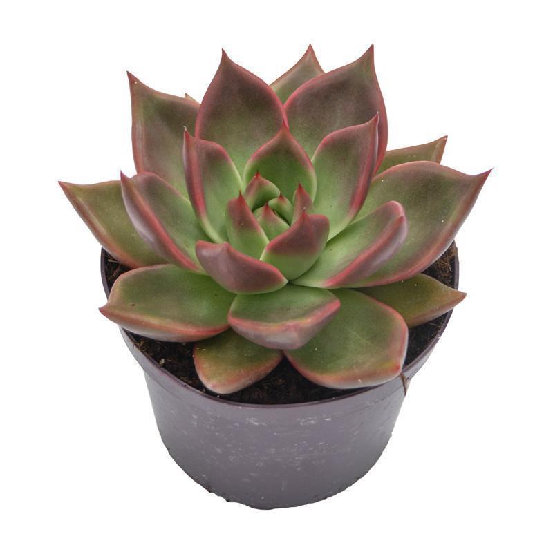 Echeveria agavoides Mars - 13cm