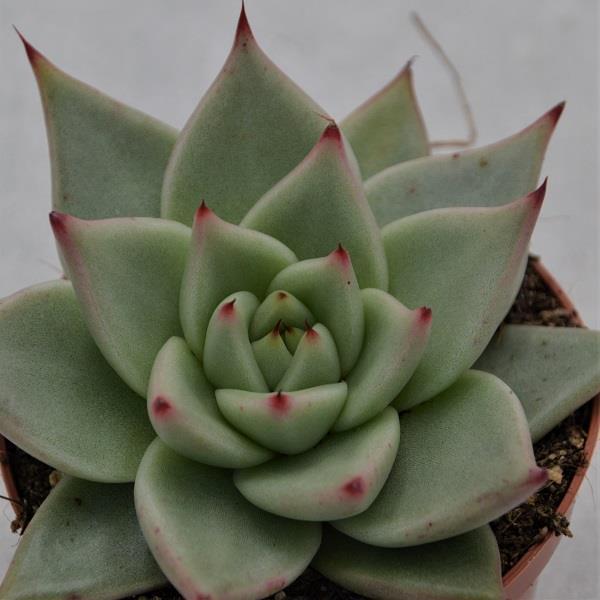 Echeveria agavoides Sirius - 8,5cm