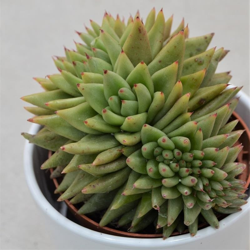Echeveria agavoides var. corderoyi f. cristata - 10,5cm