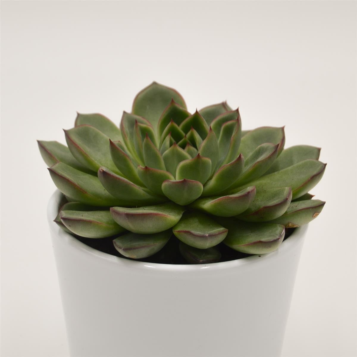 Echeveria Amado - 10,5cm