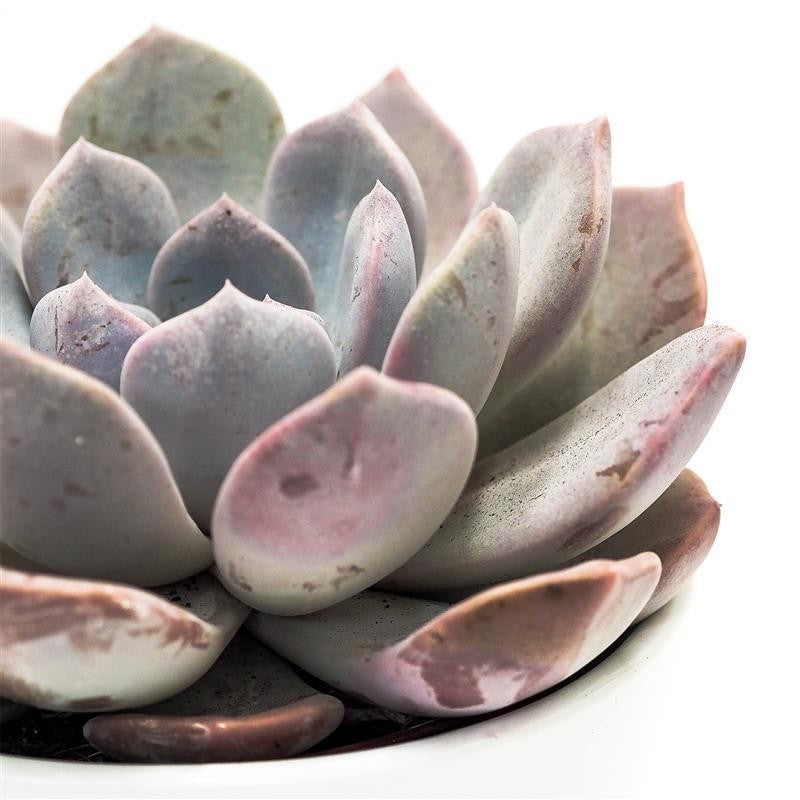 x Pachyveria Asante Sana - 12cm