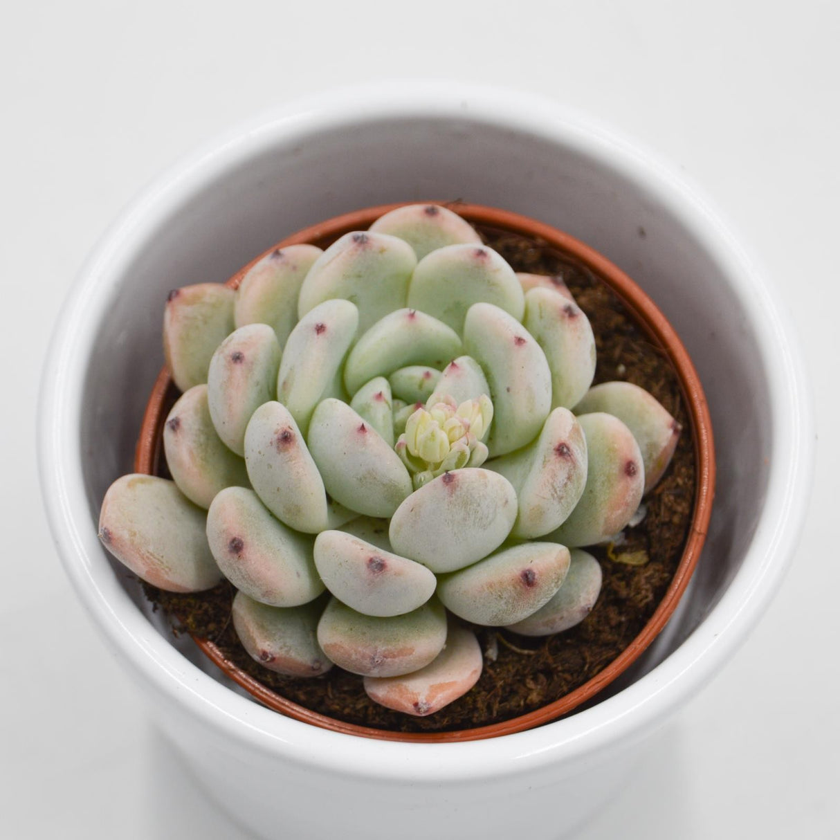 Echeveria Baena - 5,5cm