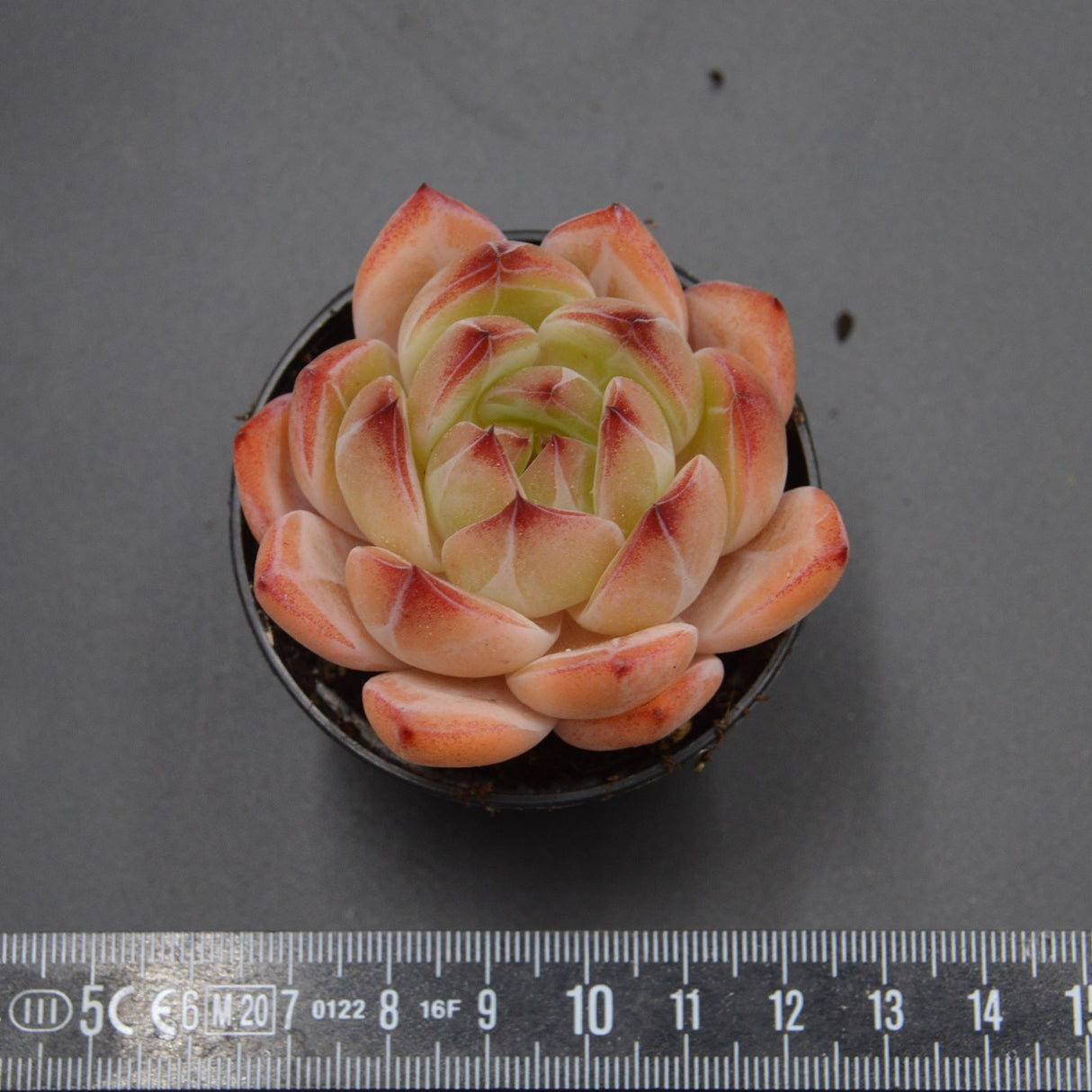 Echeveria Bird King
