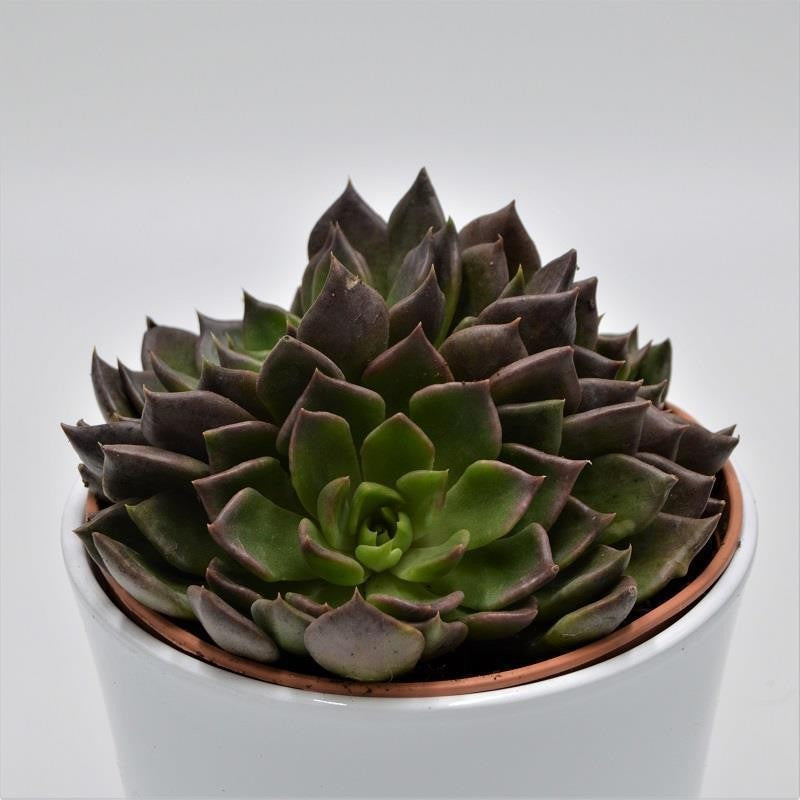 Echeveria Black Prince - 14cm