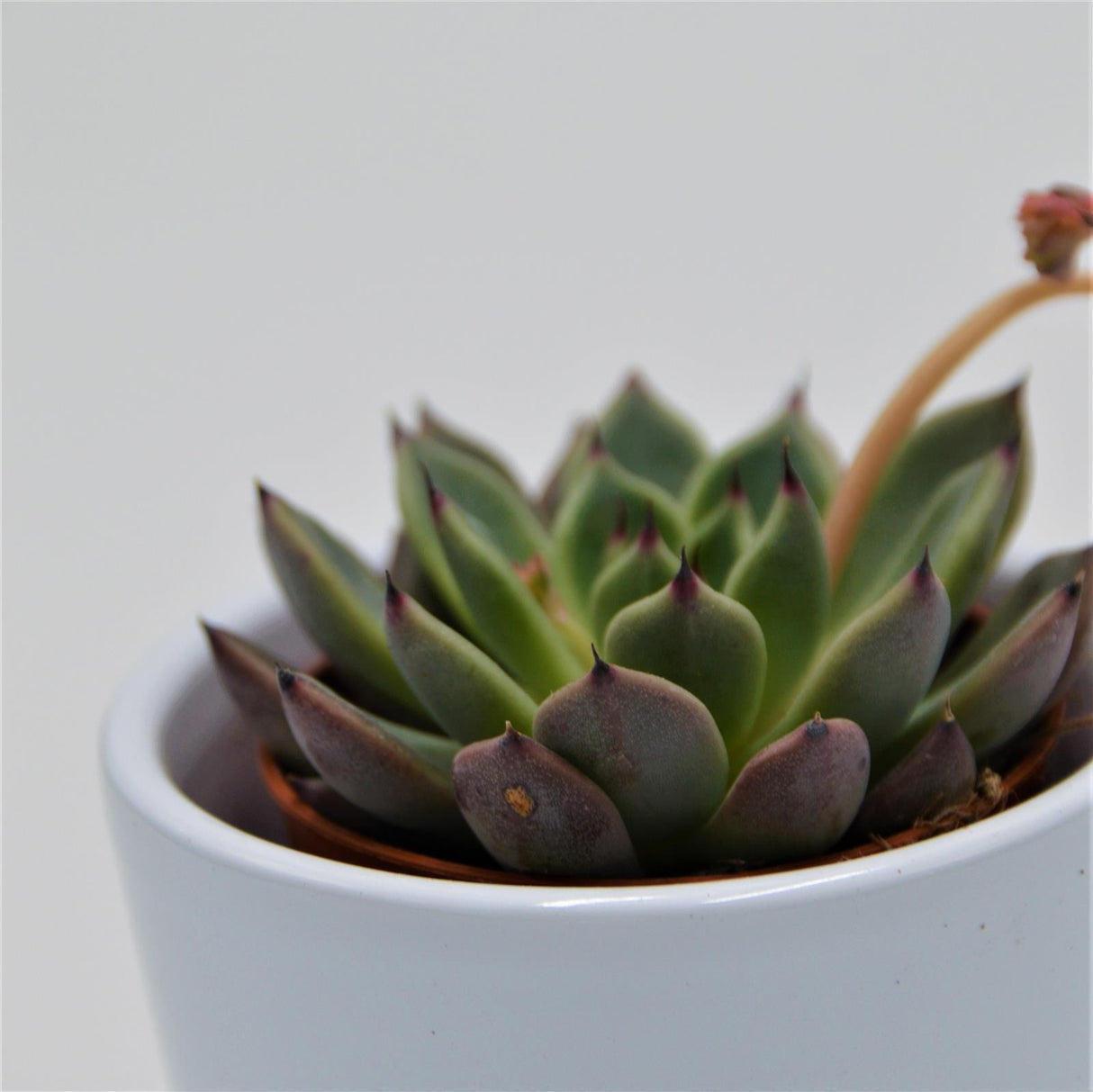 Echeveria Black Tip - 5,5cm