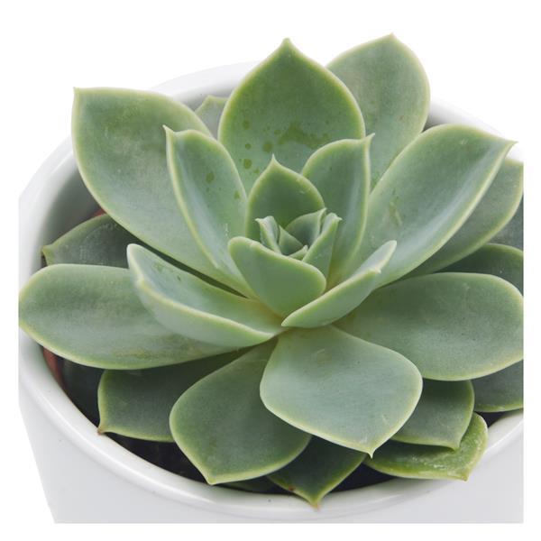 Echeveria Blue Atoll - 6cm