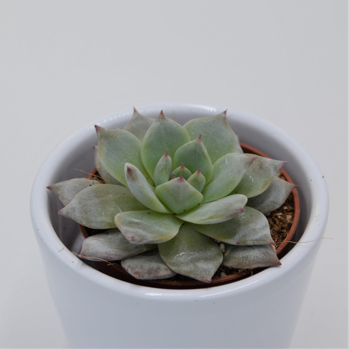 Echeveria Blue Bird - 5,5cm