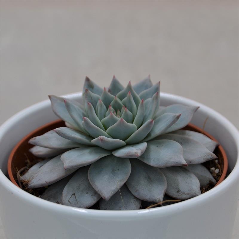 Echeveria Blue Bird - 10,5cm