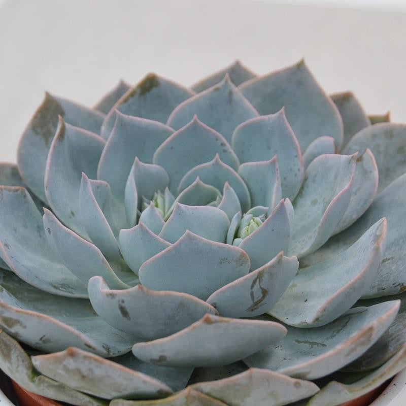 Echeveria Branco - 12cm