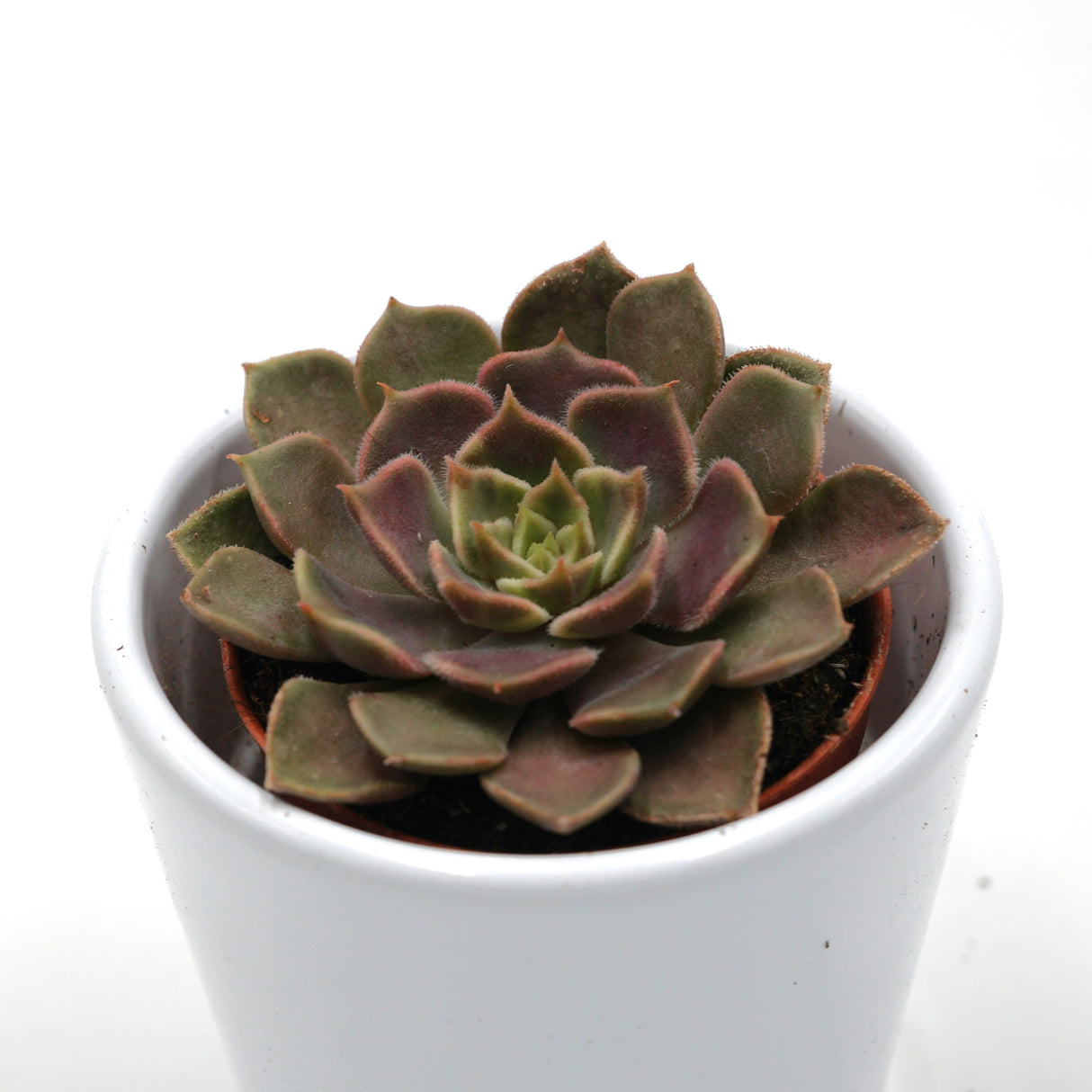Echeveria Brown Rose - 5,5cm