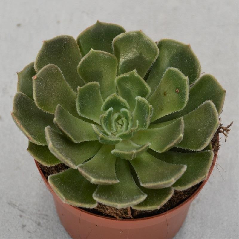 Echeveria Brown Rose - 9cm